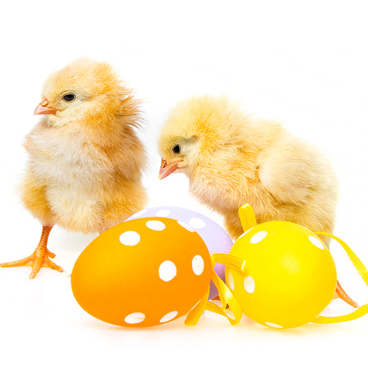 Pascua - 038 / MUG 11oz con impresión envolvente