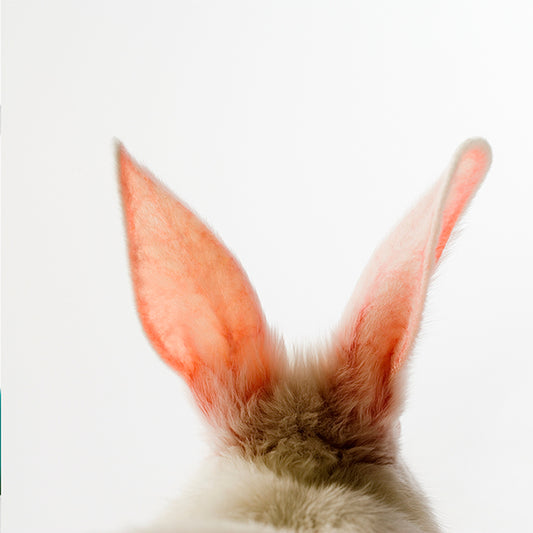 Pascua - 054 / MUG 11oz con impresión envolvente